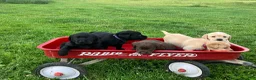 Labrador Retriever dogs for sale: Victory - Ad 8
