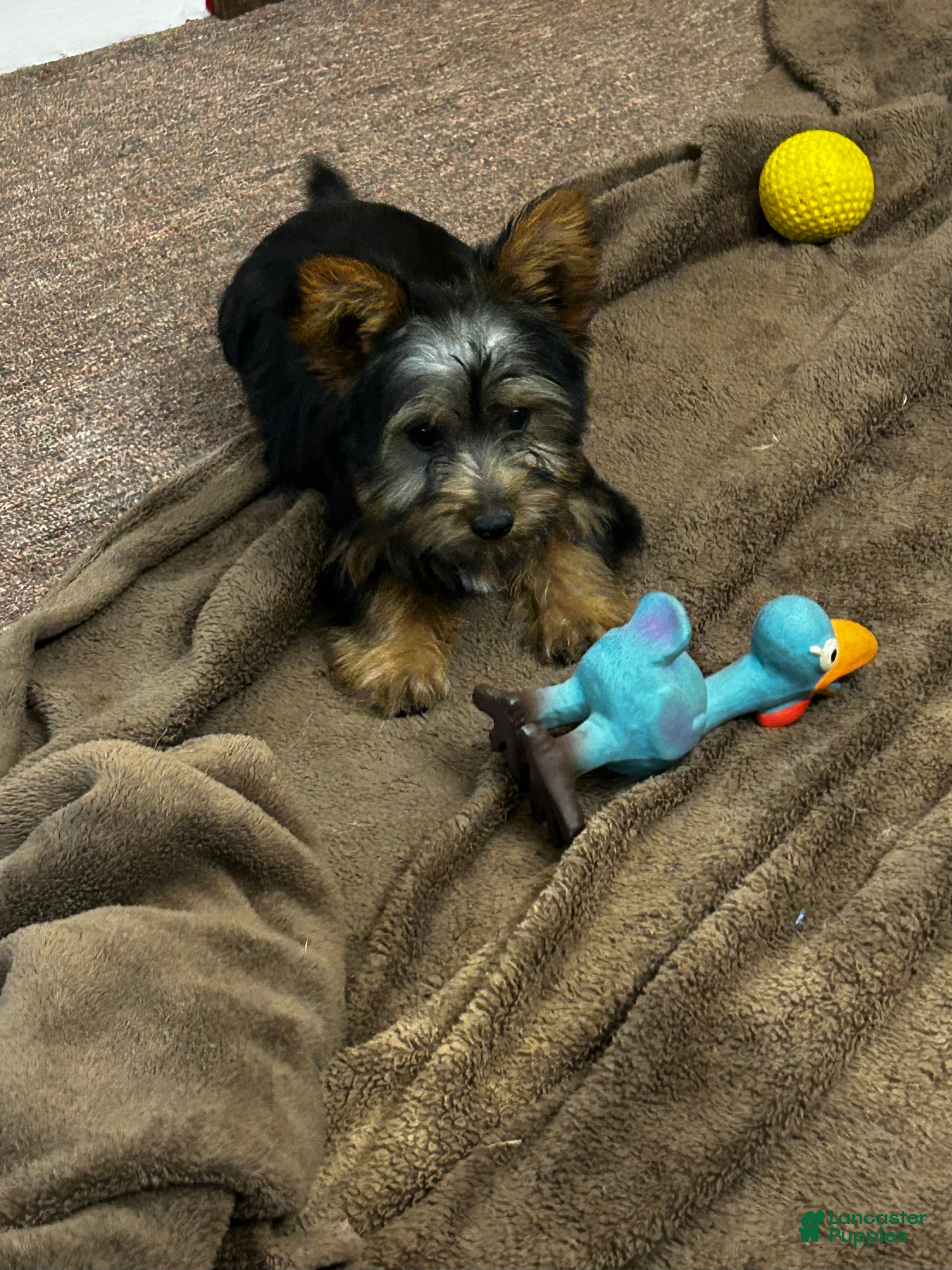 Silky Terrier dogs Ellir - Ad 2