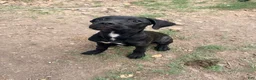 Cane Corso dogs for sale: **Age Reduction** Crowley AKC  - Ad 6