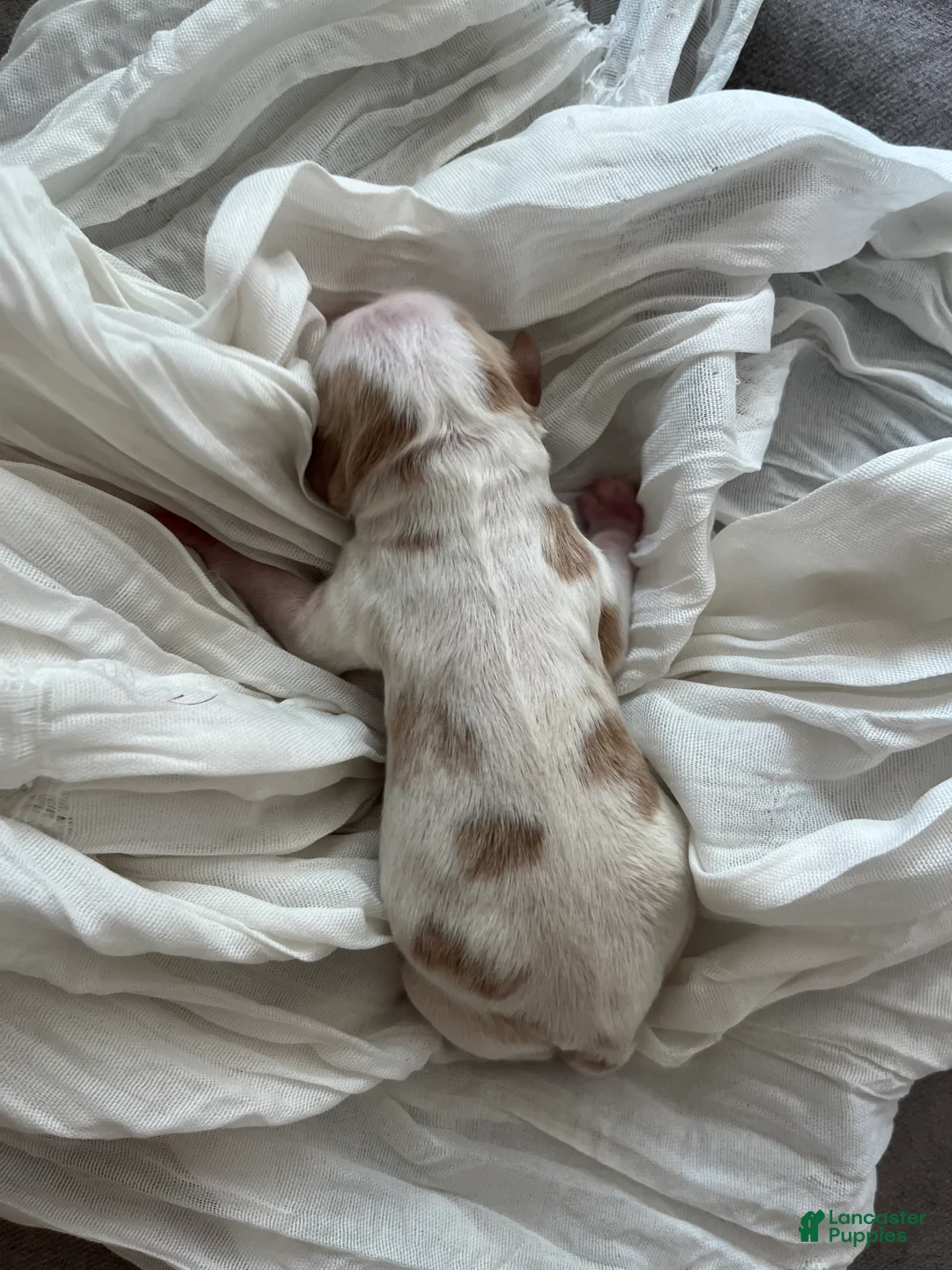 Cavapoo dogs for sale: Ghost - Ad 1