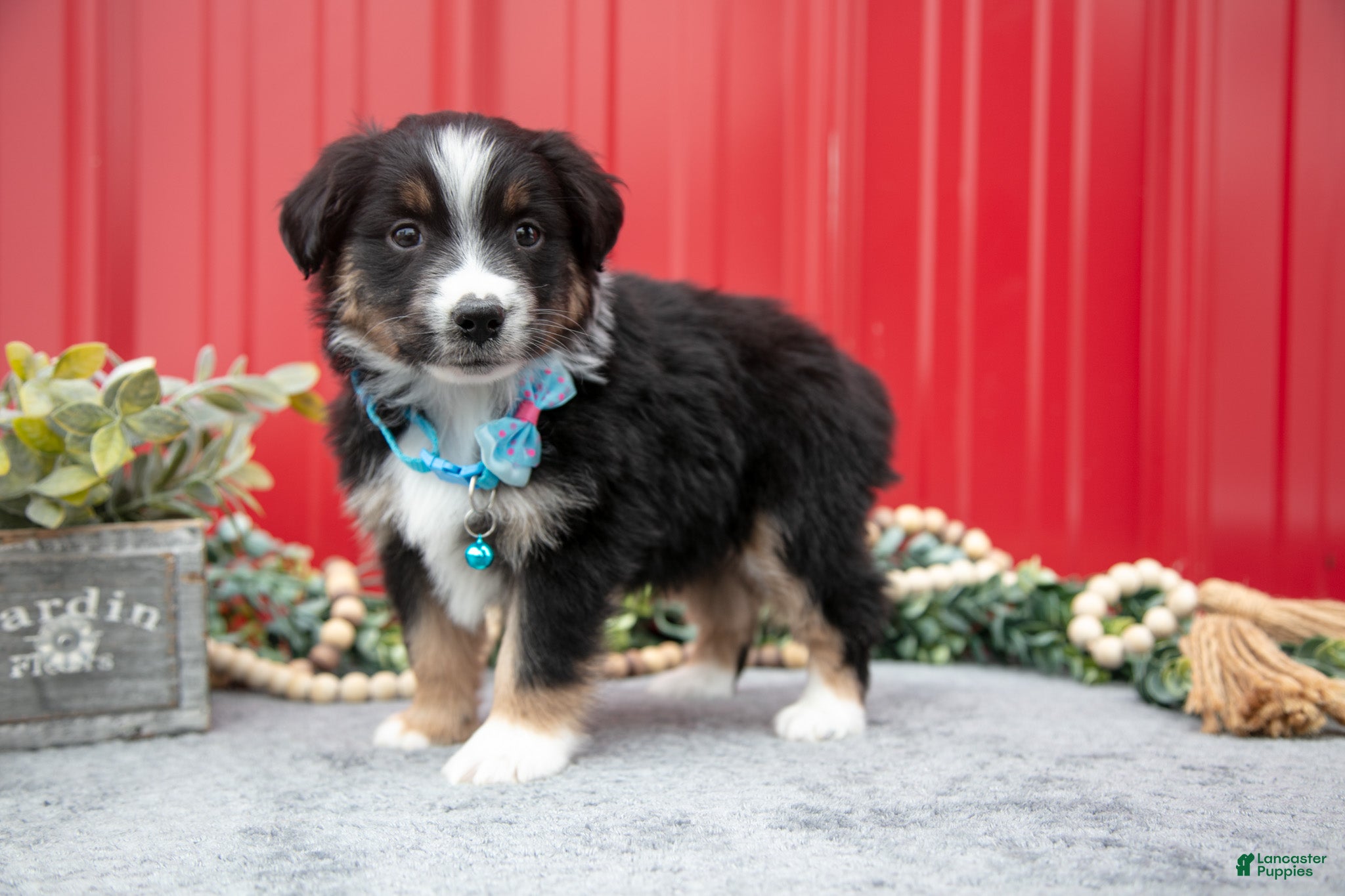 Miniature Australian Shepherd dogs Leo - Ad 30