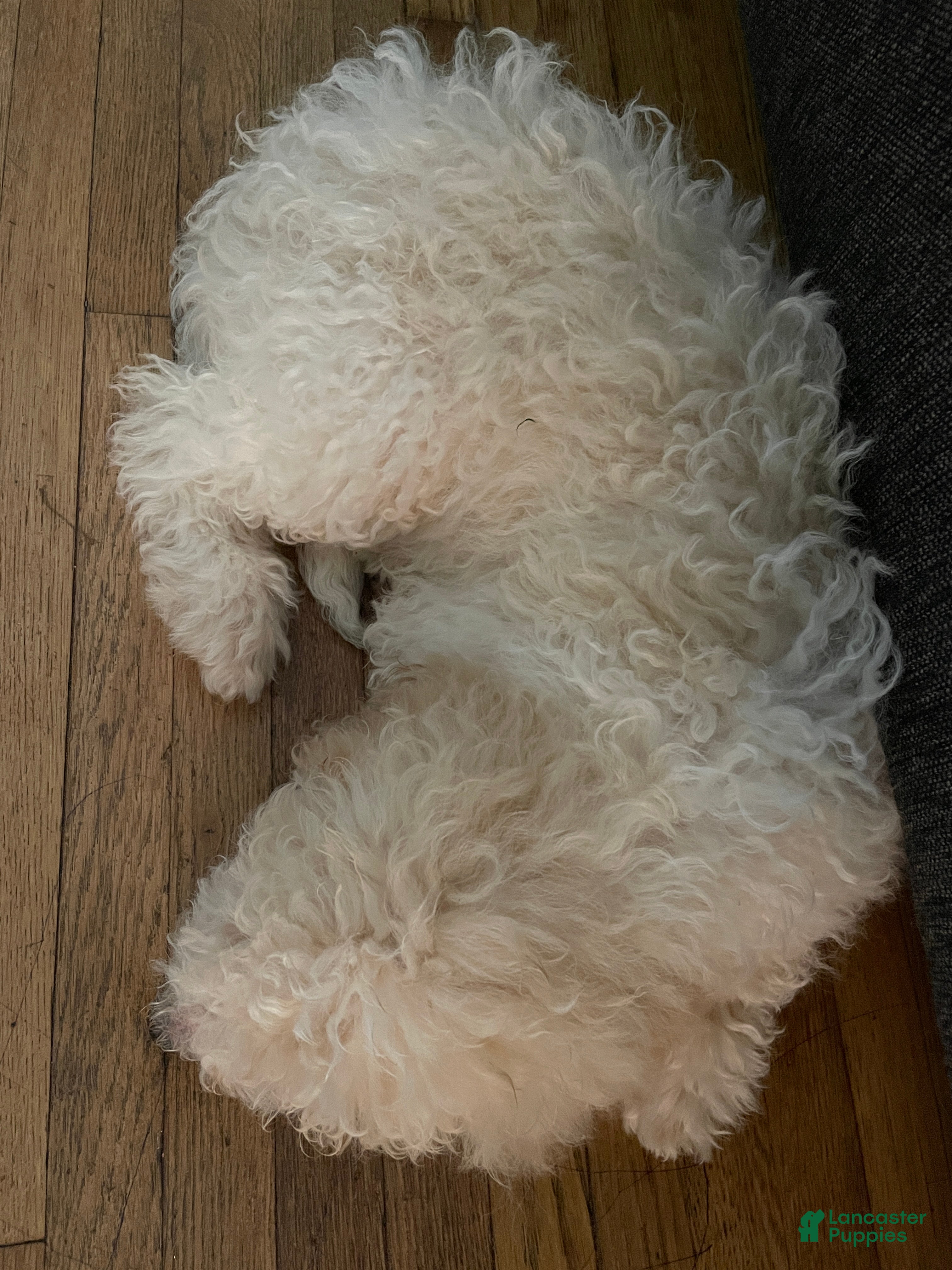 Mini Aussiedoodle dogs Cream - Ad 2