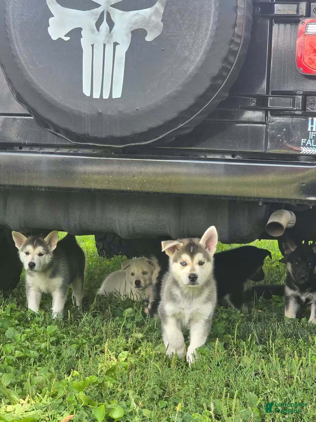 Gerberian Shepsky dogs Gerberian Shepsky 1 - Ad 2