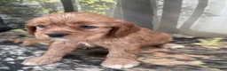 Cockalier dogs for sale: Cockalier 3 - Ad 2