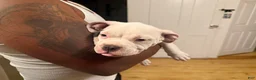 American Bully dogs for sale: Patience - Ad 3