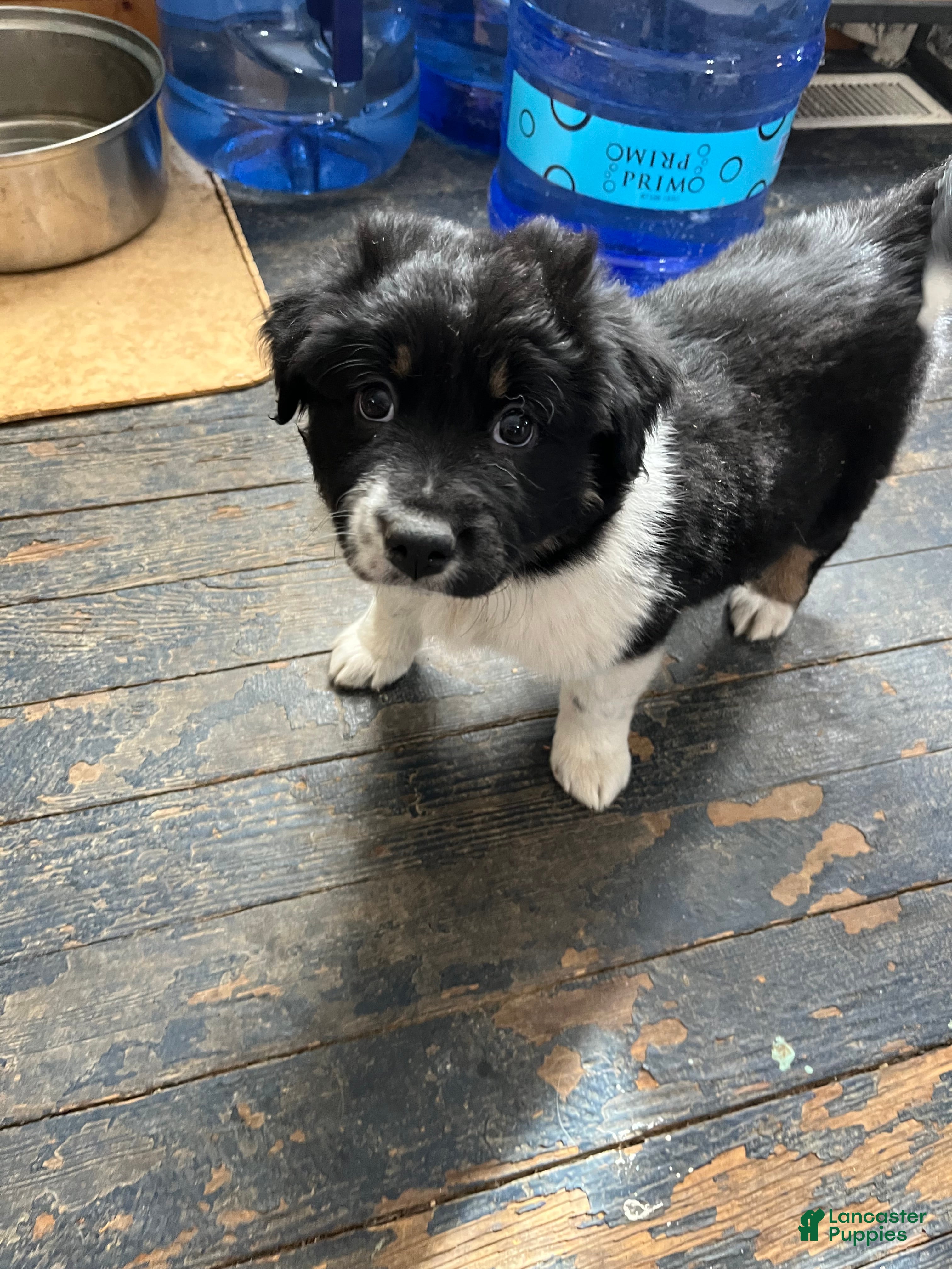 Mixed Breed dogs Eve - Ad 30