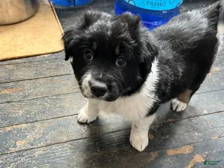 Mixed Breed dogs Eve - Ad 30