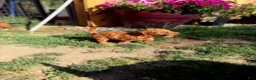 Mixed Breed dogs for sale: Wilder - Ad 4
