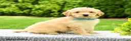 Mini Goldendoodle dogs for sale: Hayden - Ad 3
