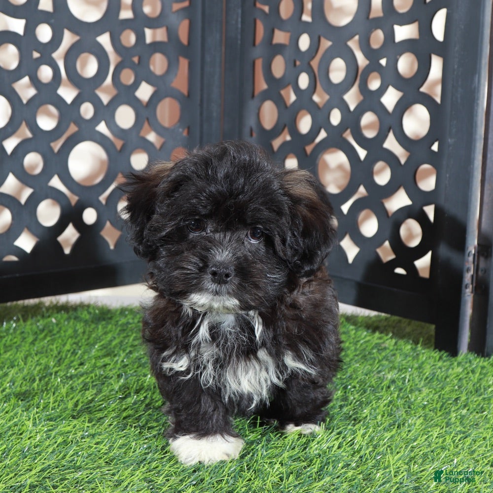 Shorkie dogs Bonnie Precious Female Shorkie Puppy - Ad 1