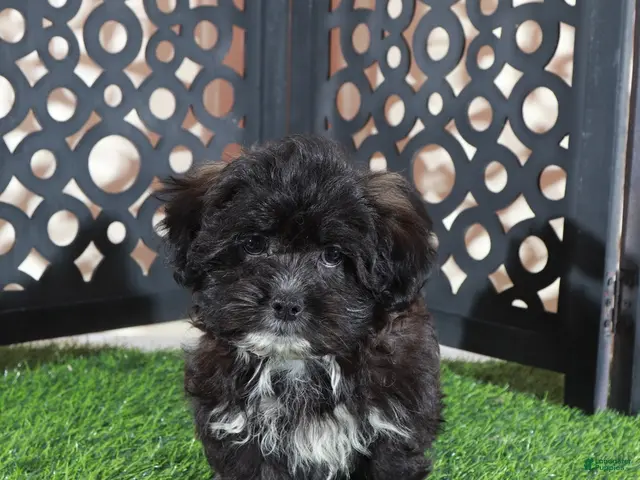 Shorkie dogs for sale: Bonnie Precious Female Shorkie Puppy - Ad 1