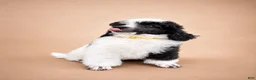 Miniature Poodle dogs for sale: Bodhi - Ad 6