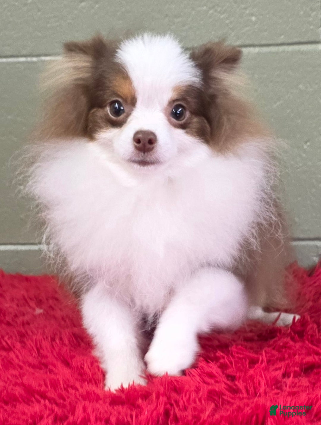 Pomeranian dogs for sale: Gunner - Ad 4