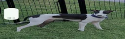 Italian Greyhound dogs for sale: Rufus - Ad 11