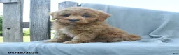 Cavapoo dogs for sale: Dakota - Ad 1