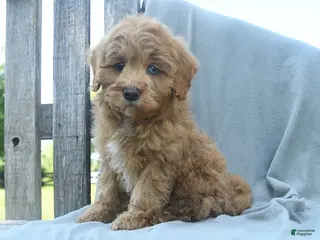 Cavapoo dogs for sale: Dakota - Ad 1