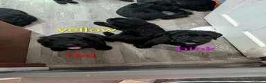 Giant Schnauzer Puppy 1 Blue