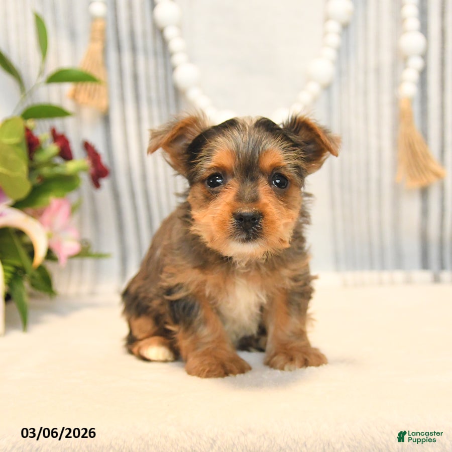 Yorkshire Terrier dogs Ozzy - Ad 2