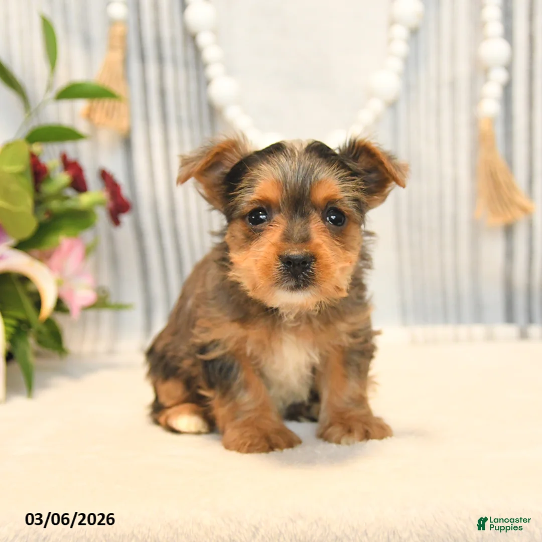 Yorkshire Terrier dogs for sale: Ozzy - Ad 2
