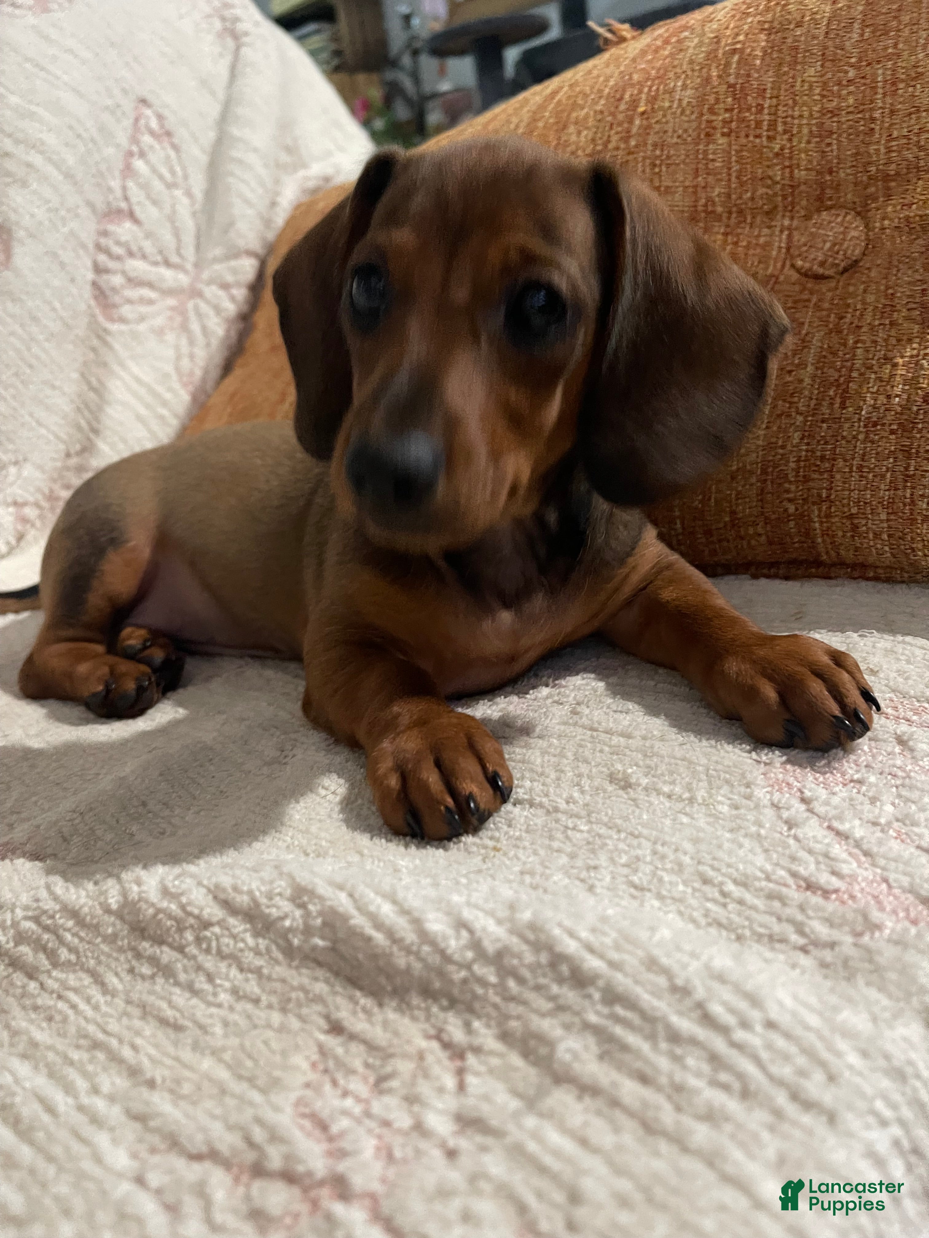 Miniature Dachshund dogs Hazel - Ad 2