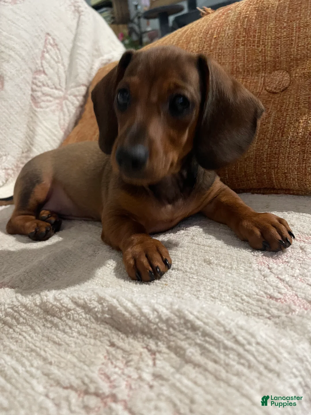 Miniature Dachshund dogs for sale: Hazel - Ad 2