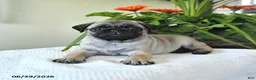 Pug dogs for sale: Thelma - Ad 3