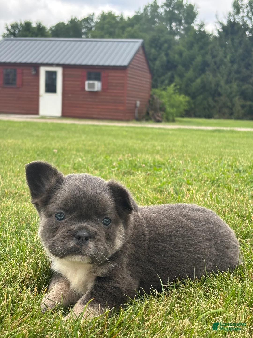 French Bulldog dogs for sale: Mariah - Ad 2