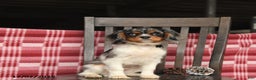 Cavalier King Charles Spaniel dogs for sale: Slate - Ad 2