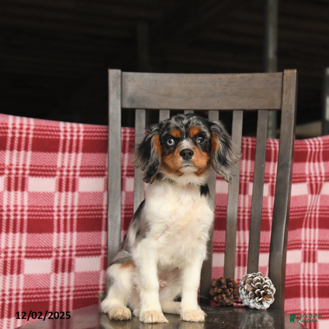 Cavalier King Charles Spaniel dogs for sale: Slate - Ad 2