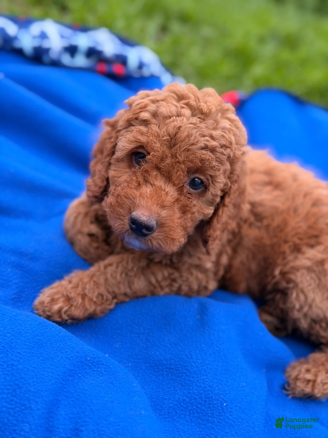 Mini Goldendoodle dogs for sale: Comet  - Ad 2