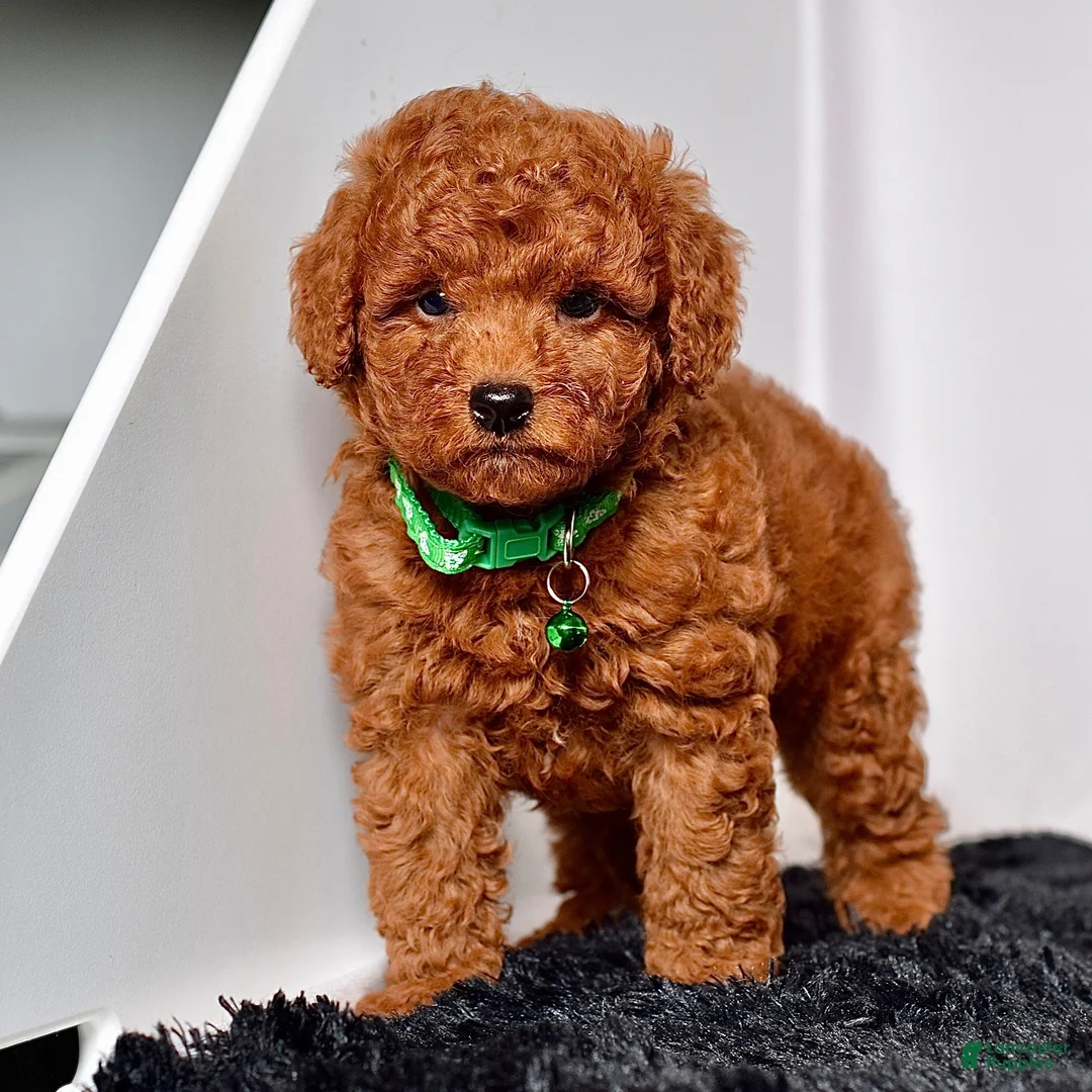 Mini Goldendoodle dogs for sale: Mr. Logan - Ad 2