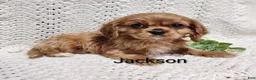 Cavalier King Charles Spaniel dogs for sale: Jackson  - Ad 4