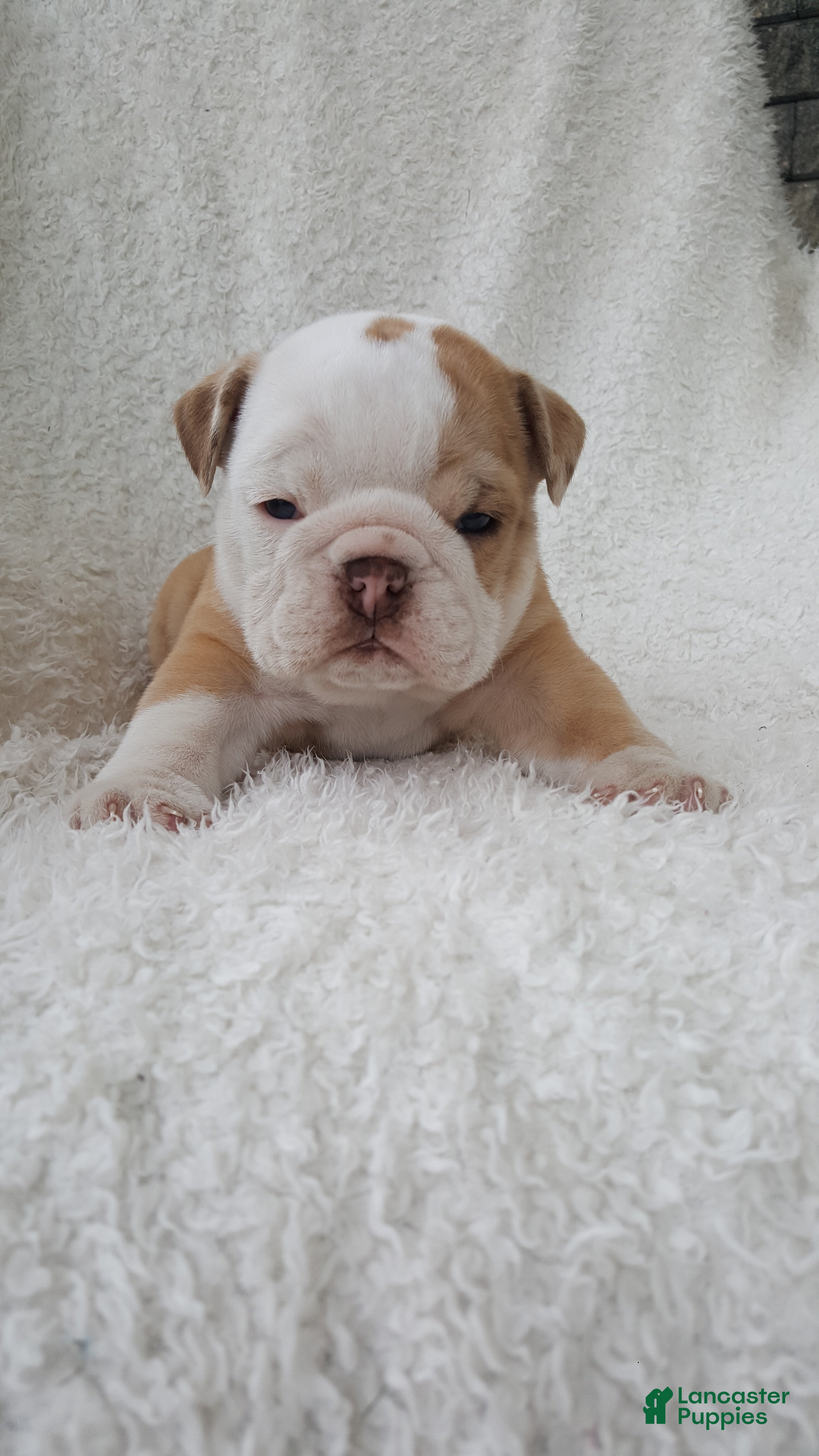English Bulldog dogs for sale: Callie - Ad 2