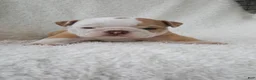 English Bulldog dogs for sale: Callie - Ad 2