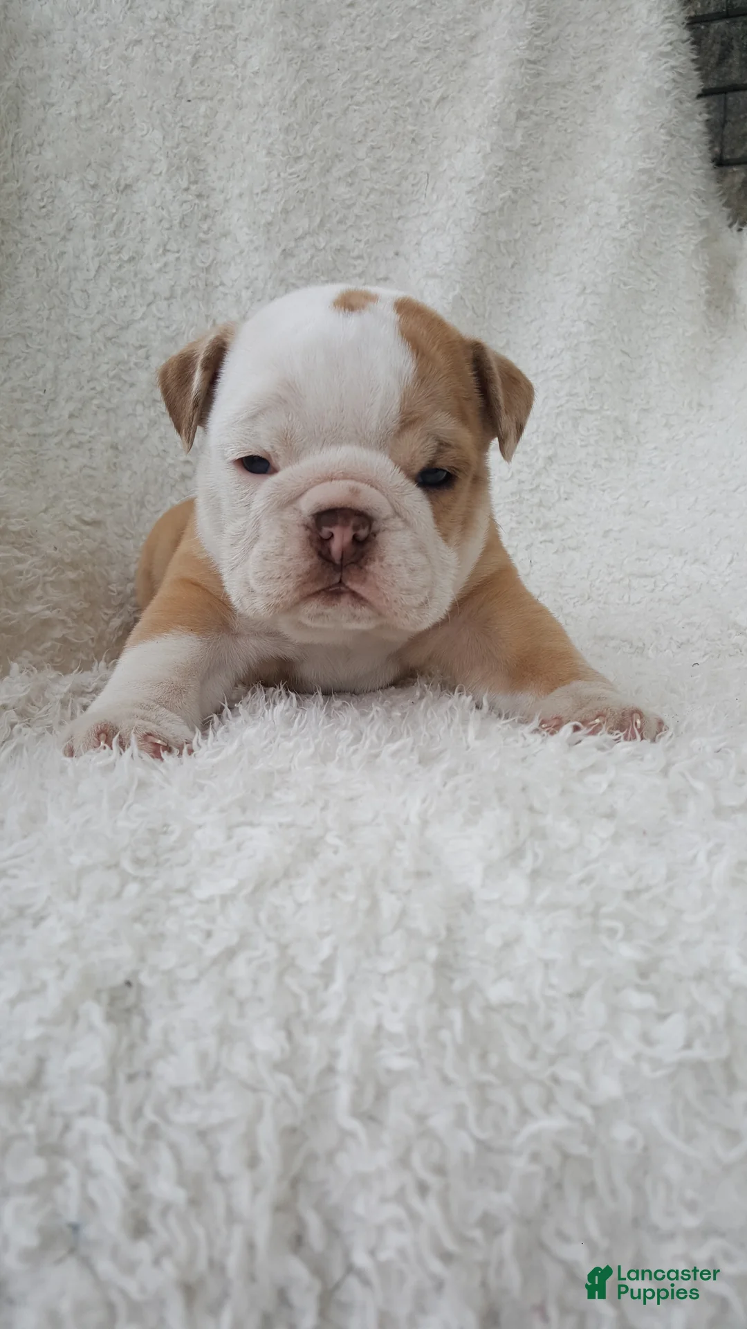 English Bulldog dogs for sale: Callie - Ad 2