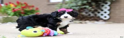 Mini Bernedoodle dogs for sale: Lemonade - Ad 6