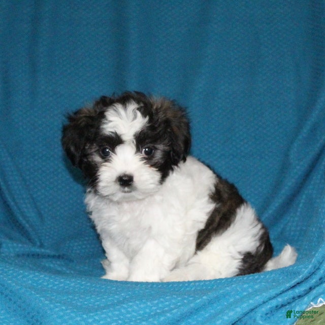 Malshi dogs for sale: Connie - Ad 4