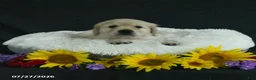 Golden Retriever dogs for sale: Bella   - Ad 3