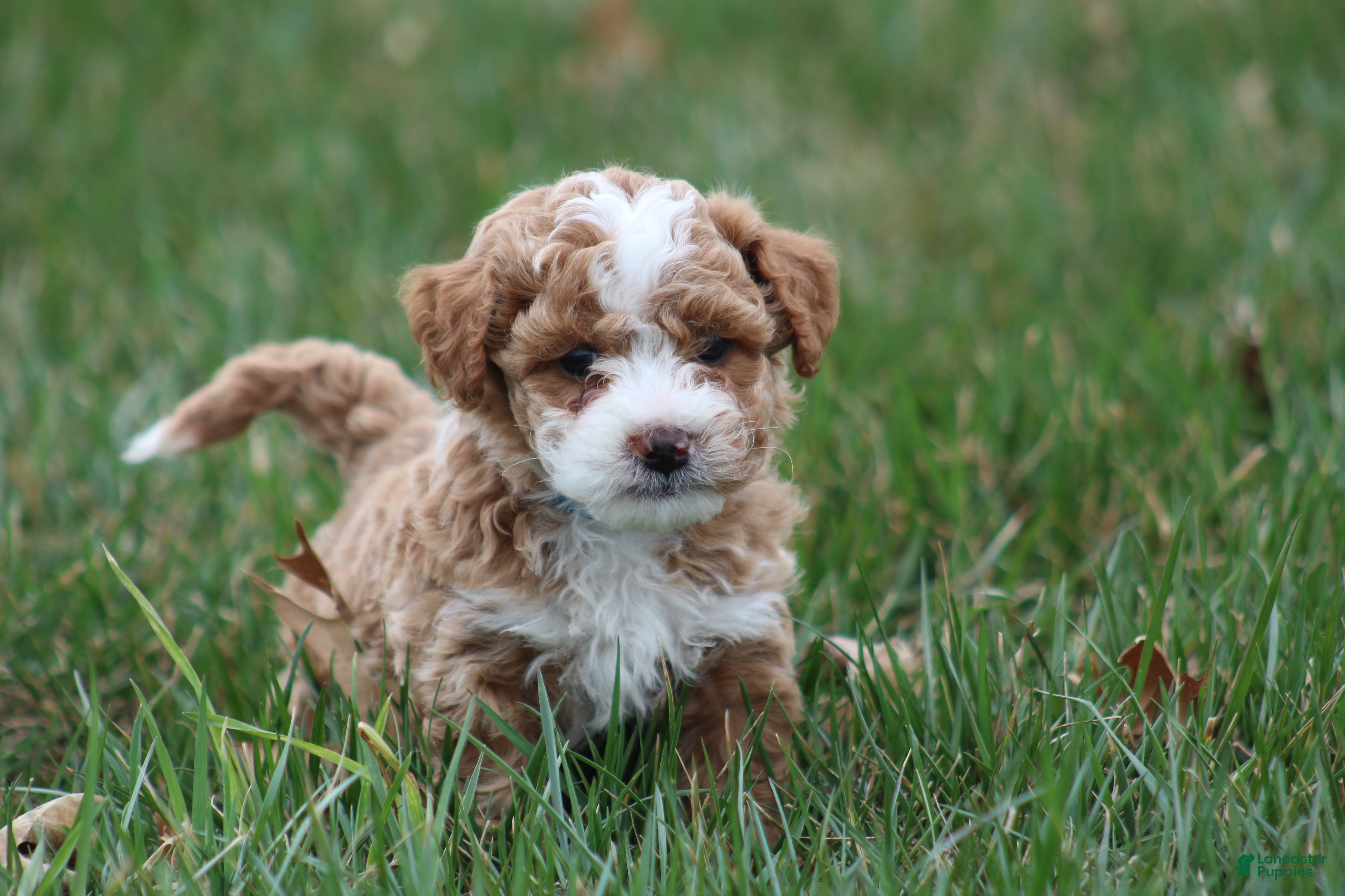 Bichpoo dogs Asher - Ad 2