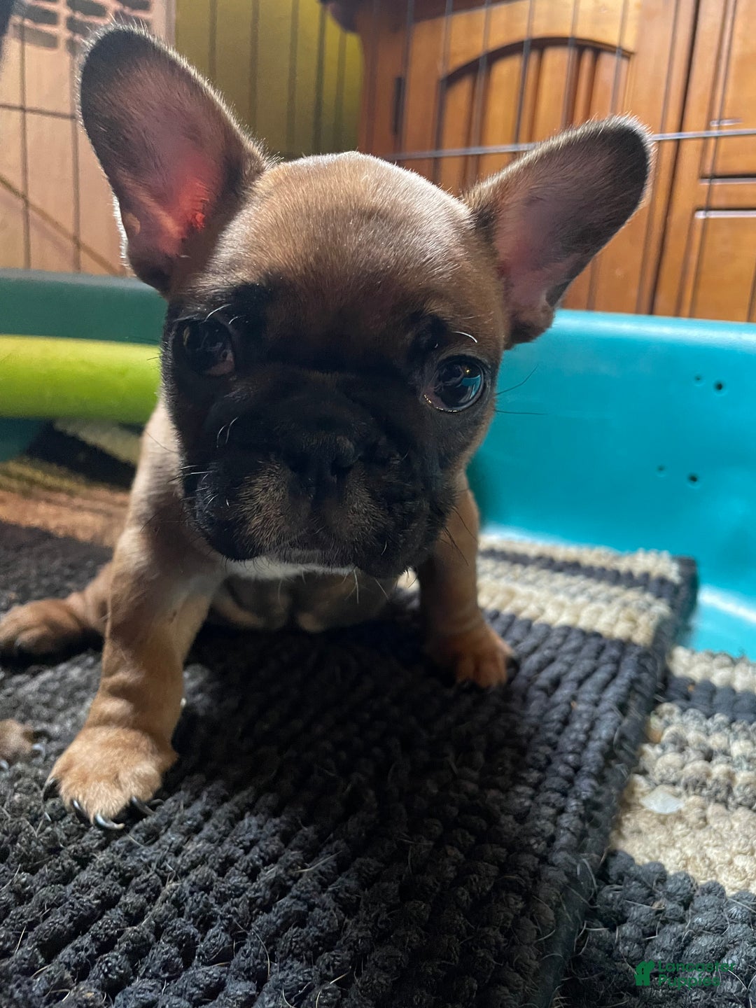 French Bulldog dogs for sale: chase  - Ad 4