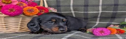 Dachshund dogs for sale: Travis  - Ad 5
