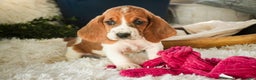 Basset Hound dogs for sale: Anya - Ad 8