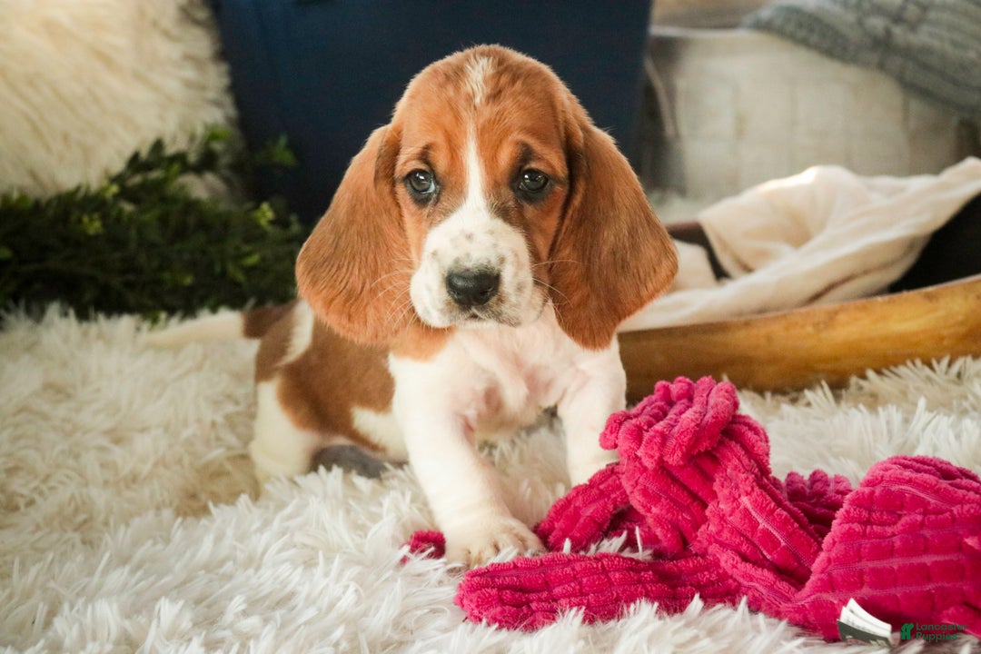 Basset Hound dogs for sale: Anya - Ad 8