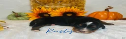 Mini Bernedoodle dogs for sale: Rusty - Ad 2
