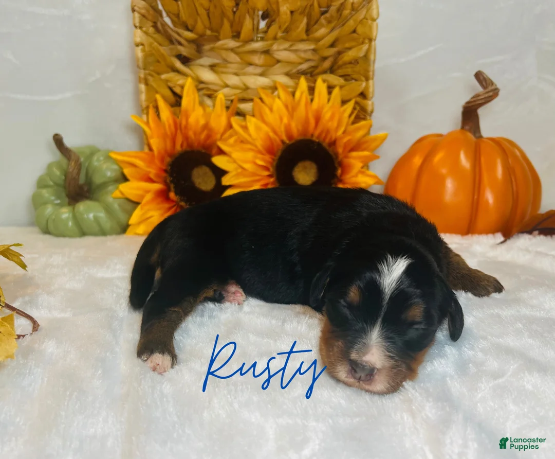 Mini Bernedoodle dogs for sale: Rusty - Ad 2