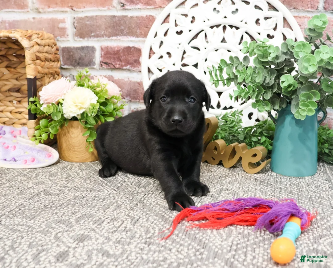 Labrador Retriever dogs for sale: Leah - Ad 12
