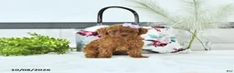 Toy Poodle dogs for sale: Maddie - Ad 4