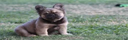 French Bulldog dogs for sale: French Bulldog Puppy 1 - Ad 5