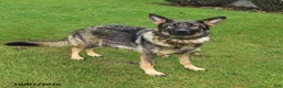 German Shepherd dogs for sale: Moose - Ad 6
