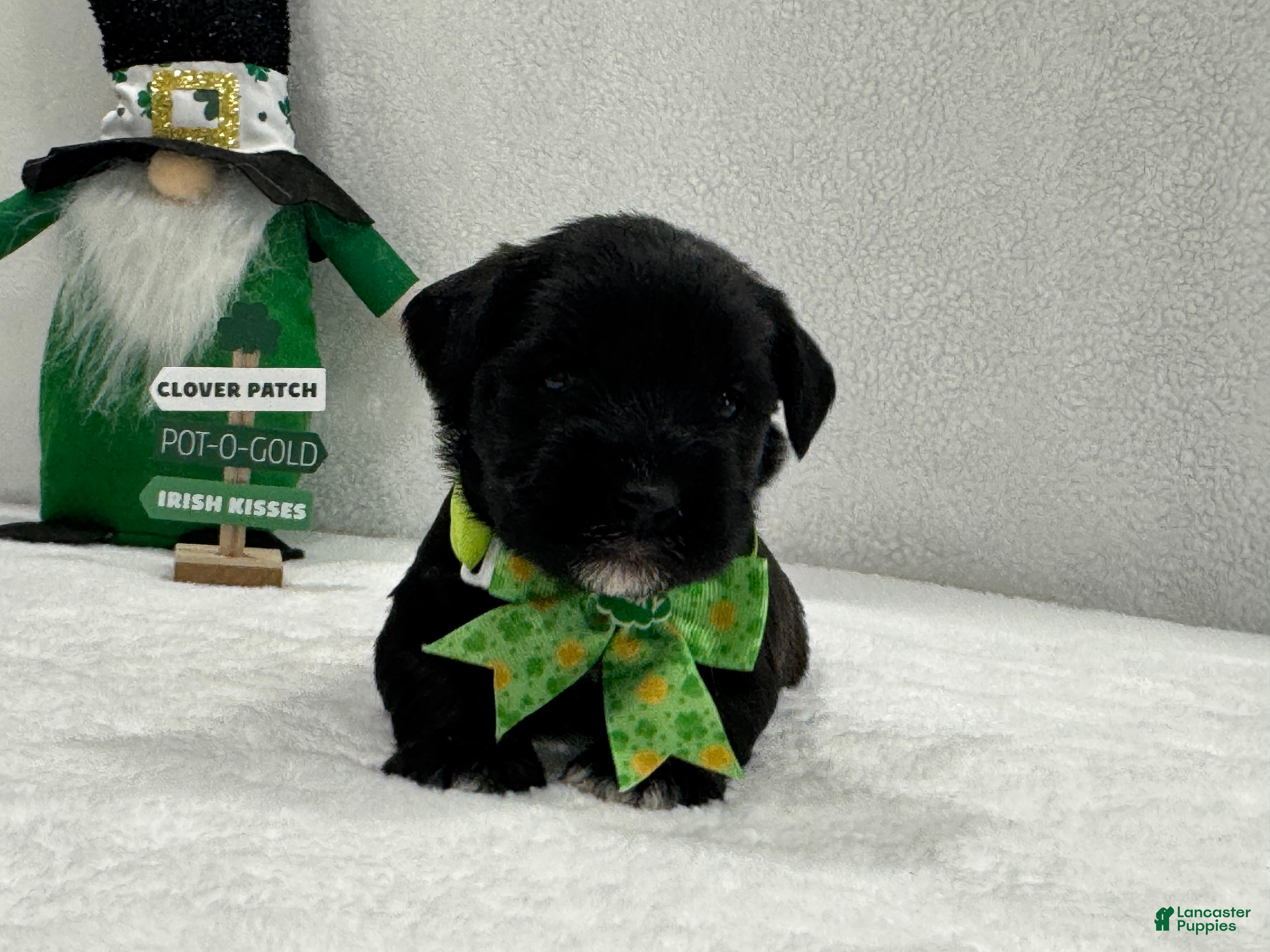 Miniature Schnauzer dogs Paisley Male 1 - Ad 5